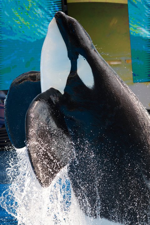 Tilikum  II