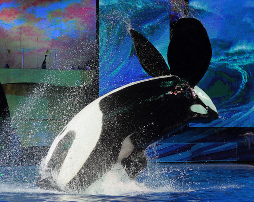 Tilikum