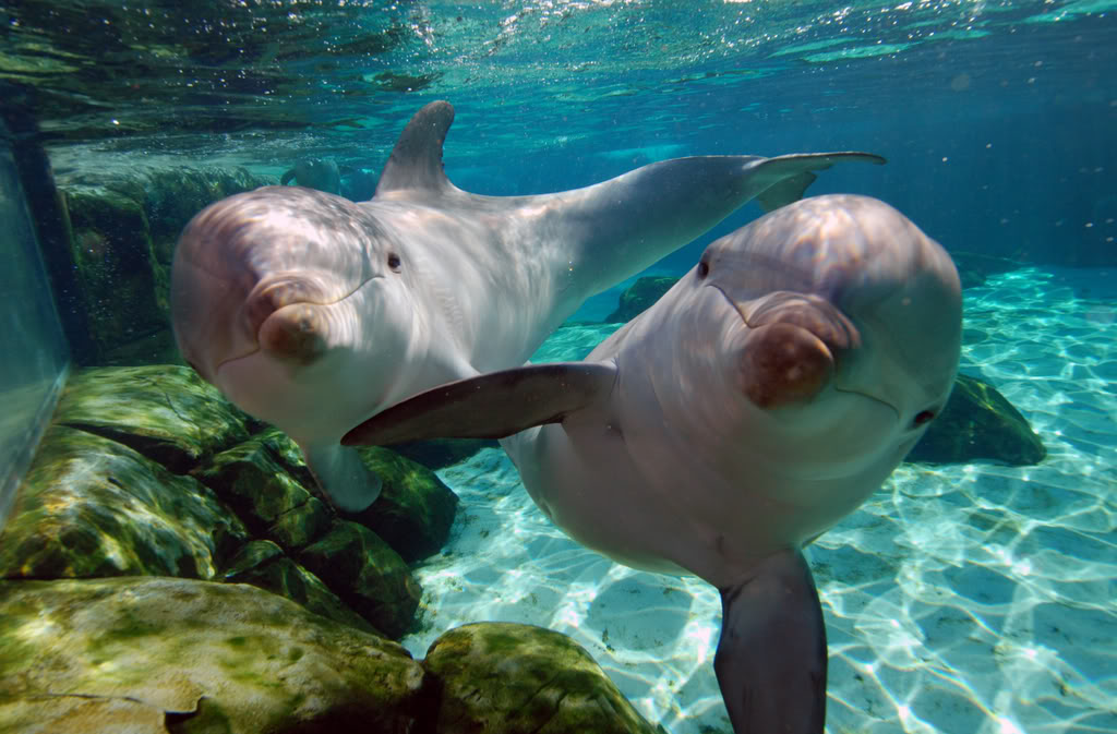 Bottlenose Dolphins