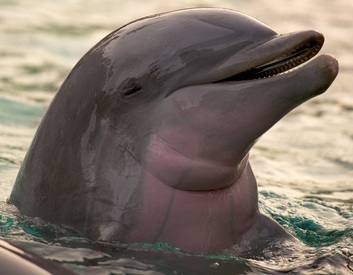 Dolphin cute