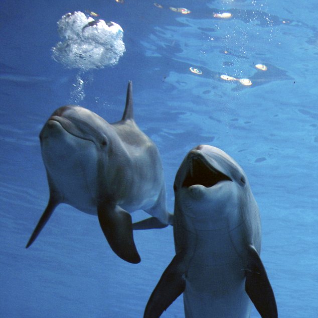 Dolphins behind glass