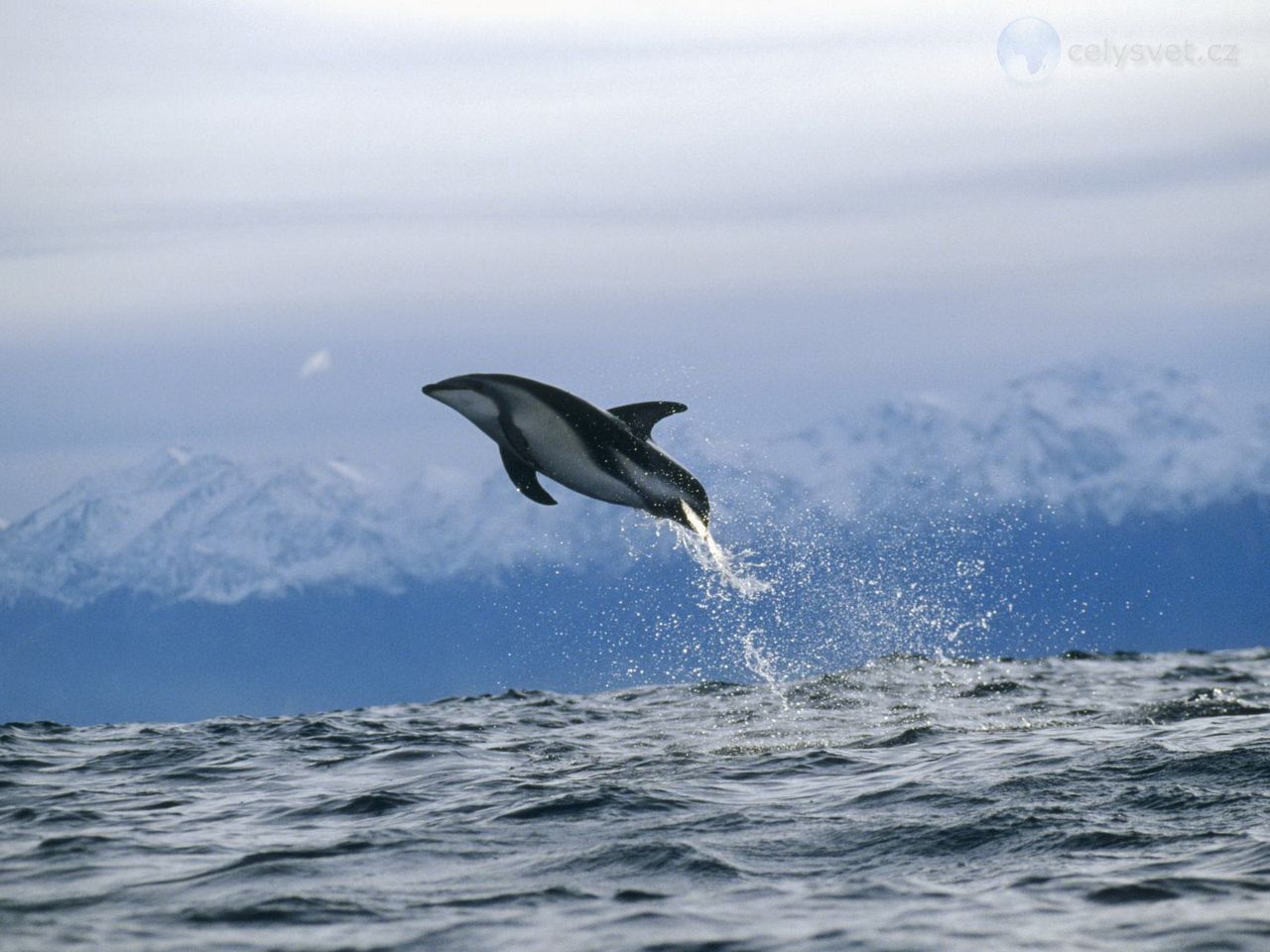 dusky-dolphin--new-zealand