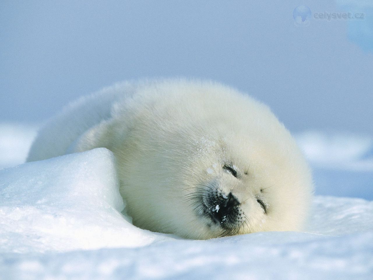 harp-seal--magdalen-islands--canada