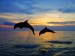 Caribbean dolphins
