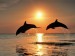 Dolphins in sunshine