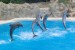 Dolphins Loro Parque