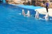 seaworld-bottlenose-dolphins-show-1