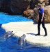 SWC Dolphin Discovery show (2)