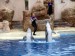 SWC Dolphin Discovery show (7)