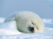 harp-seal--magdalen-islands--canada