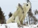 mother-polar-bear-and-cubs--wapusk-national-park--manitoba--canada