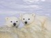 polar-bear-cubs--wapusk-national-park--canada