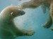 swimming-polar-bears--point-defiance--washington